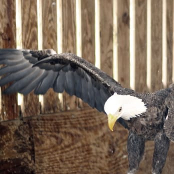 The Avian Reconditioning Center - Bald Eagle - Animal Shelters Near Me - Apopka, Florida The Avian Reconditioning Center - Bald Eagle - Animal Shelters Near Me - Apopka, Florida