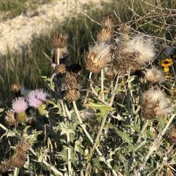 Wildflowers