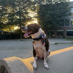 Tudor Street Dog Park