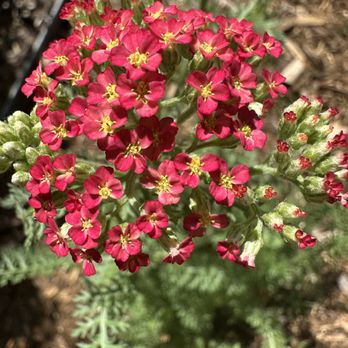 Resource Central - Closeup of the red yarrow - A cluster of small, vibrant pink flowers with yellow centers is shown, growing on a plant with green, fern-like leaves, in a garden setting. - Building Supplies Near Me - Boulder, Colorado