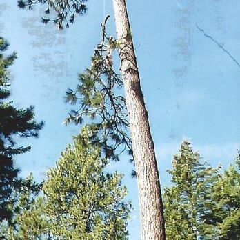 Budget Arbor & Logging - Spokane tree removal services - Tree Services Near Me - Spokane, Washington