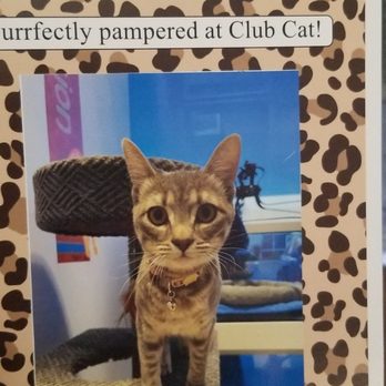 Club Cat - The picture they gave us after her stay - Pet Boarding Near Me - Irvine, California Club Cat - The picture they gave us after her stay - Pet Boarding Near Me - Irvine, California