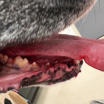 Pet Emergency Treatment And Specialties - Dog bleeding from mouth - Emergency Pet Hospital Near Me - Lancaster, Pennsylvania Pet Emergency Treatment And Specialties - Dog bleeding from mouth - Emergency Pet Hospital Near Me - Lancaster, Pennsylvania