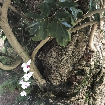Dotson Gardens - Purple Heart orchid in lychee tree...every morning my first vision outside bedroom window:) - Gardeners Near Me Dotson Gardens - Purple Heart orchid in lychee tree...every morning my first vision outside bedroom window:) - Gardeners Near Me