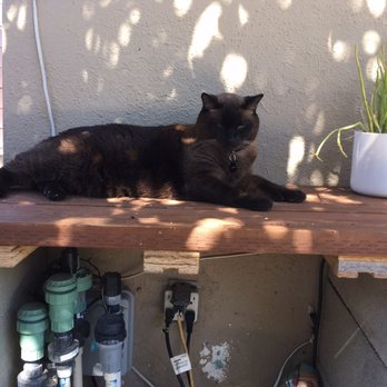 Purrfurred Pet Sitters - My Polydactyl Roger loves Tommy. - Dog Walkers Near Me - Palm Springs, California Purrfurred Pet Sitters - My Polydactyl Roger loves Tommy. - Dog Walkers Near Me - Palm Springs, California