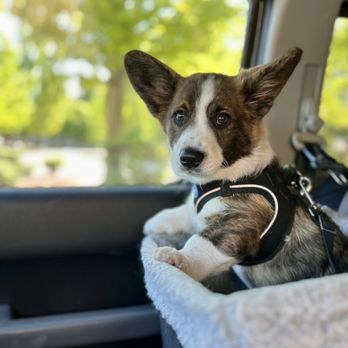 Dog Adventures Northwest - Pet Sitting Near Me Dog Adventures Northwest - Pet Sitting Near Me