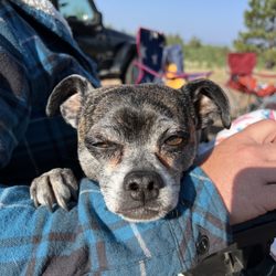 2 Dads Eatery and Taproom - We allow dogs on our patio