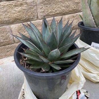 Moon Valley Nurseries - Blue glow agave - Nurseries & Gardening Near Me - Fillmore, California
