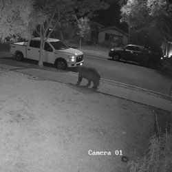 Espinosa Tactical & Safety - Night vision on LTS camera catching a bear going on a night walk