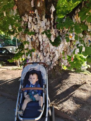 The Wishing Tree by null
