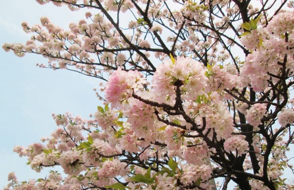 上野恩賜公園 桜 36 Photos Local Flavour 上野公園5 台東区 東京都 Japan Phone Number Yelp
