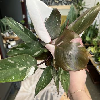 Wild Blooms Studio - Pink Knight Philodendron - Florists Near Me - Hendersonville, North Carolina Wild Blooms Studio - Pink Knight Philodendron - Florists Near Me - Hendersonville, North Carolina