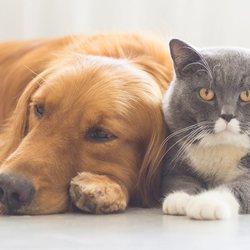 La Quinta Watch Dog - Safe and comfortable in our care.