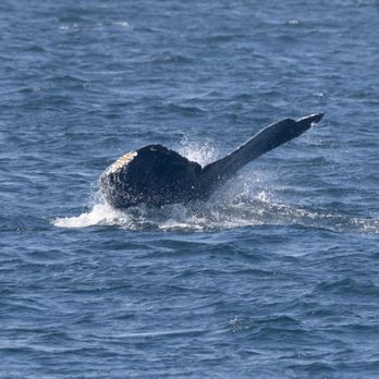 Orca Spirit Adventures - Whale tail - Whale Watching Tours Near Me - Victoria, British Columbia Orca Spirit Adventures - Whale tail - Whale Watching Tours Near Me - Victoria, British Columbia