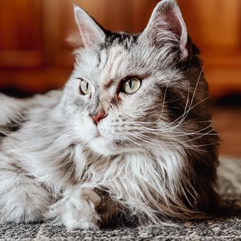 Wags and Whiskers - Tutu! - Pet Sitting Near Me Wags and Whiskers - Tutu! - Pet Sitting Near Me