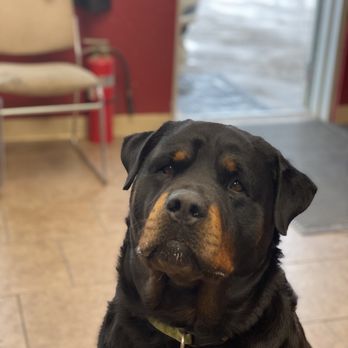 Boomer Auto Repair - Our official mascot, Rambo - Auto Repair Near Me - Claremore, Oklahoma Boomer Auto Repair - Our official mascot, Rambo - Auto Repair Near Me - Claremore, Oklahoma