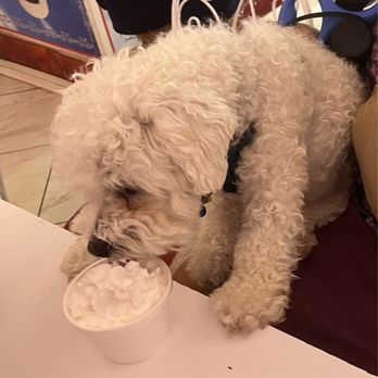 Hellas Bakery & Pita - Pup cup for Baxter - Bakeries Near Me - Tarpon Springs, Florida Hellas Bakery & Pita - Pup cup for Baxter - Bakeries Near Me - Tarpon Springs, Florida