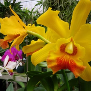 Raymond Burr Vineyards - orchids in the green house. ask for a tour! - Wine Tasting Room Near Me - Healdsburg, California