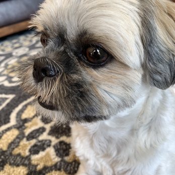 Animal Eye Care - The eye that had surgery- looks great! - Veterinarians Near Me - Fremont, California