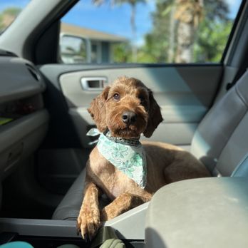 Trudie Harper - Finn after his haircut - Pet Groomers Near Me Trudie Harper - Finn after his haircut - Pet Groomers Near Me