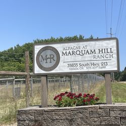 Alpacas at Marquam Hill Ranch