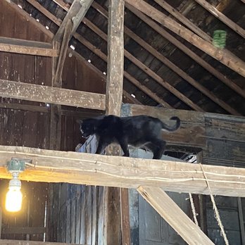 Greystone Farm - a black cat walking on the roof of a barn - CSA Near Me - Lawrenceburg, Indiana Greystone Farm - a black cat walking on the roof of a barn - CSA Near Me - Lawrenceburg, Indiana