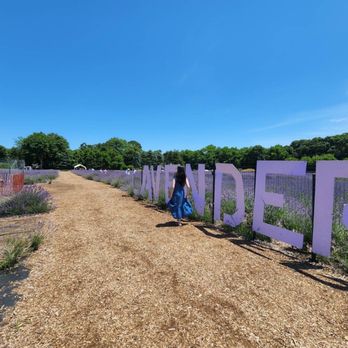 Lavender by the Bay - Great photo op spot by the giant LAVENDER sign :) - Pick Your Own Farms Near Me - East Marion, New York Lavender by the Bay - Great photo op spot by the giant LAVENDER sign :) - Pick Your Own Farms Near Me - East Marion, New York