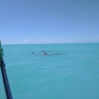 Capt Sheri's Wild About Dolphins - Pack of dolphins - Tours Near Me - Key West, Florida Capt Sheri's Wild About Dolphins - Pack of dolphins - Tours Near Me - Key West, Florida