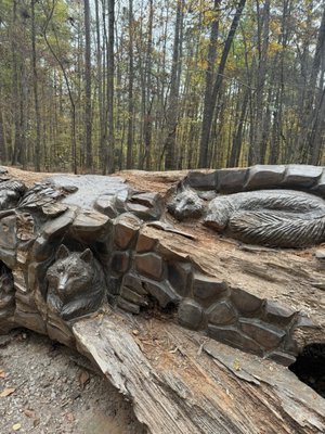 William B. Umstead State Park by null