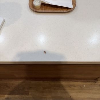 Jejubing Dessert Cafe - Roach near the ordering station - Desserts Near Me - Honolulu, Hawaii Jejubing Dessert Cafe - Roach near the ordering station - Desserts Near Me - Honolulu, Hawaii