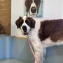 Photo of Healthy Pets of Westgate
