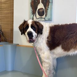 Healthy Pets of Westgate - They was very knowledgeable,kind, helpful, gentle with our giant. Was able to get in same day sick appointment. Very clean.