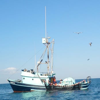 Oceanside Bait Company - Bringing in the net, bringing you fresh live bait - Fishing Near Me - Oceanside, California Oceanside Bait Company - Bringing in the net, bringing you fresh live bait - Fishing Near Me - Oceanside, California