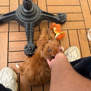 California Dulce Doodles - Pet Breeders Near Me California Dulce Doodles - Pet Breeders Near Me