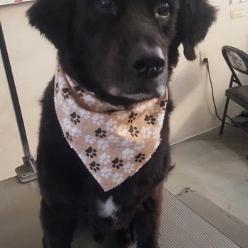 Christina's Dog Grooming - Duke after his haircut - Pet Groomers Near Me - Monrovia, California Christina's Dog Grooming - Duke after his haircut - Pet Groomers Near Me - Monrovia, California