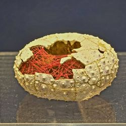 Portland Japanese Garden - "kintsugi" restoration of a sea urchin shell