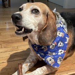 Wholistic Paws