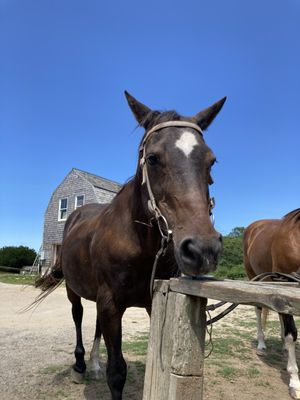 Rustic Rides Farm RUSTIC RIDES FARMS - Updated May 2026 - 35 Photos & 53 Reviews - 1173 W ...
