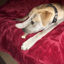 Hallidays Pet Resort & Day Care - My doggie
