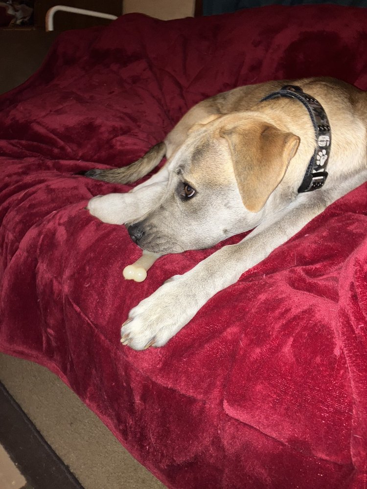 HALLIDAYS PET RESORT & DAY CARE Updated August 2024 18 Photos & 17