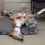 Photo of Greyhound Pets of America Houston