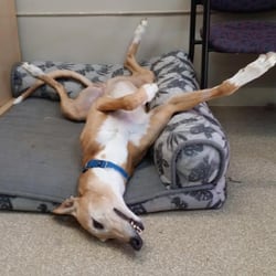 Greyhound Pets of America Houston - Anubis relaxes in the GPAH office