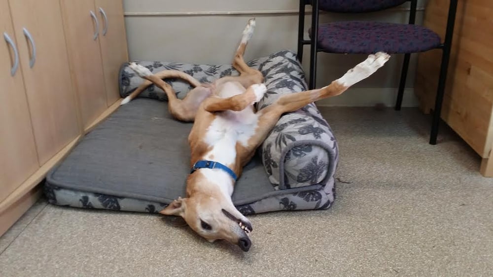 Greyhound Pets of America Houston Image