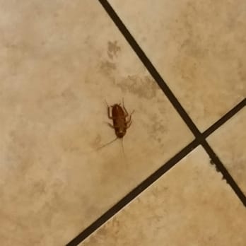 Tapioca Express - Roaches in the bathroom.  Wonder how the kitchen looks. - Coffee & Tea Near Me - National City, California