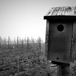 BlueBird Hill Cellars - Vineyard out of season on a cool, foggy afternoon. Can't wait to come back and see these vines plump and full of grapes. Bird house in front