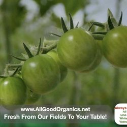 All Good Organics - The All Good Organics' greenhouse if coming up with certified organic cherry tomatoes! Get yours at the farm store today!