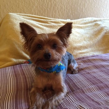 Classy Canine's Wiggle Rumps - Loves when he gets his hair did at Classy Caine! - Pet Groomers Near Me - Castrovalley, California