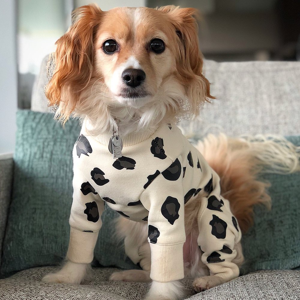 Barking Babies - I love my jimmies from Barking Babies https://www.instagram.com/leothechien/ - Pet Stores Near Me - Vancouver, British Columbia Barking Babies - I love my jimmies from Barking Babies https://www.instagram.com/leothechien/ - Pet Stores Near Me - Vancouver, British Columbia