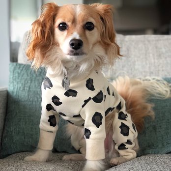 Barking Babies - I love my jimmies from Barking Babies https://www.instagram.com/leothechien/ - Pet Stores Near Me - Vancouver, British Columbia Barking Babies - I love my jimmies from Barking Babies https://www.instagram.com/leothechien/ - Pet Stores Near Me - Vancouver, British Columbia