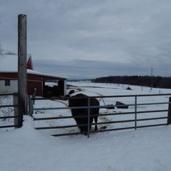 Wooden Nickel Buffalo Farm